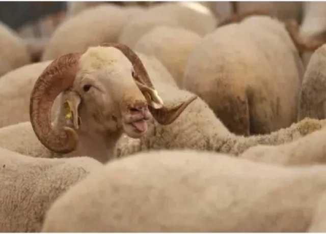 مراکش، بادشاہ محمد ششم کی ایک بار پھر عوام سے قربانی نہ کرنیکی اپیل
