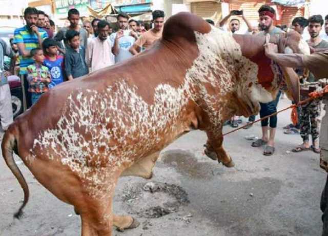 کراچی، عیدالاضحیٰ پر پیشہ ور قصاب ملنا محال، ہوشربا معاوضے سے شہری پریشان