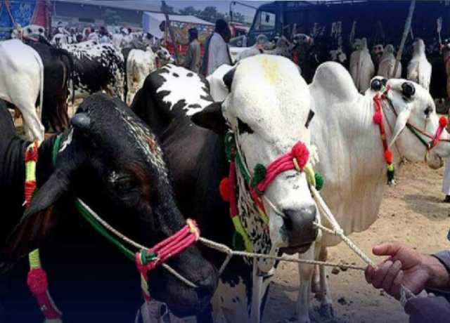 پشاور میں جانوروں کی بڑھتی قیمتوں نے شہریوں کو چکرا کر رکھ دیا