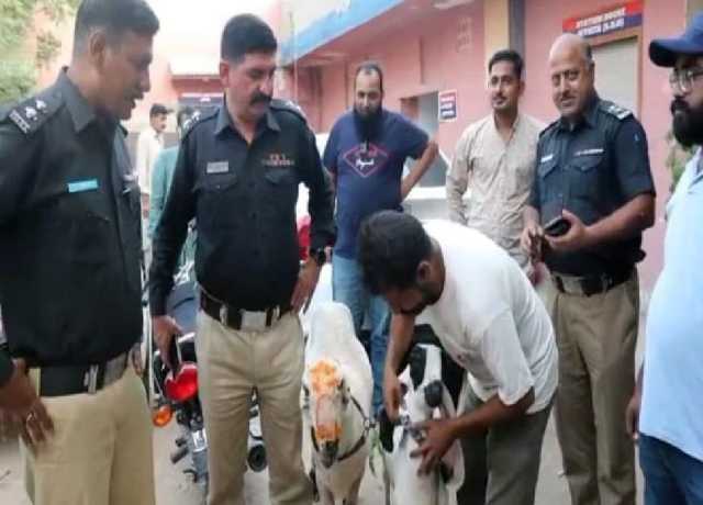 کراچی، رکشہ اور سوزوکی سمیت چھینے گئے قربانی کے جانور برآمد، 3 ملزمان گرفتار
