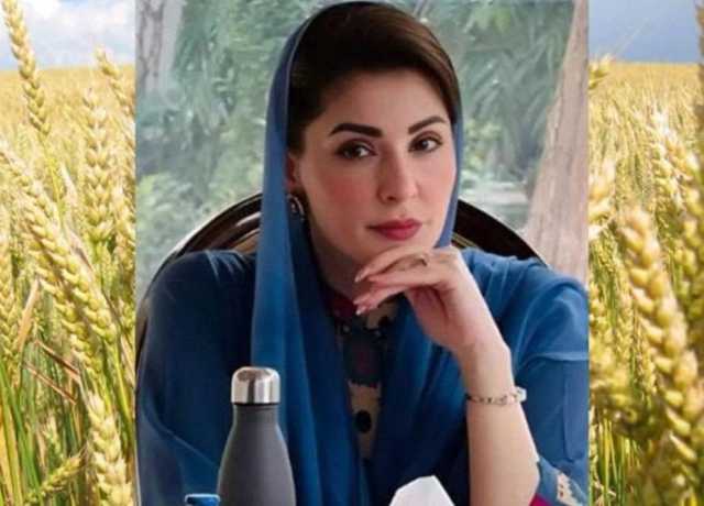 پنجاب، گندم کے کاشتکاروں کیلئے 100 ارب کے بلاسود قرض اور ٹارگٹڈ سبسڈی کی تجویز