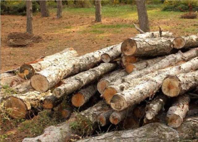 خیبر پختونخوا، درختوں کی غیرقانونی کٹائی میں محکمہ جنگلات کے افسران کے ملوث ہونے کا انکشاف