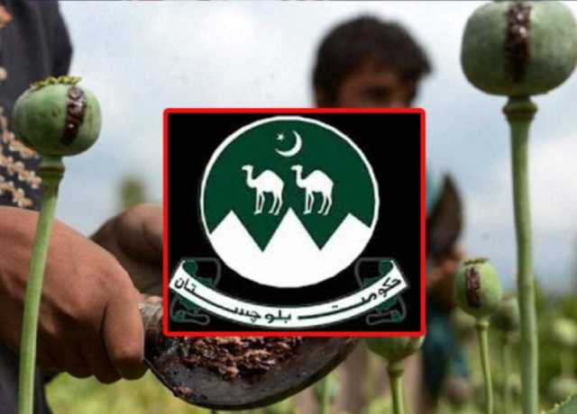 حکومت بلوچستان نے پوست کے بیج پر پابندی عائد کردی