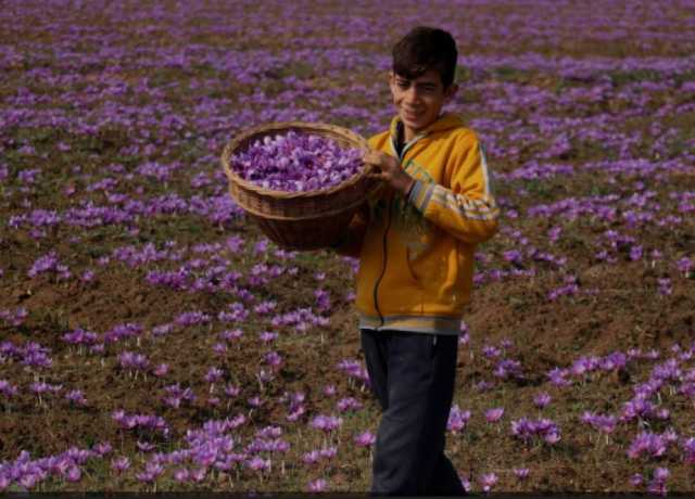 مقبوضہ کشمیر، زعفران کی پیداوار میں 90 فیصد کمی، کاشتکار پریشان