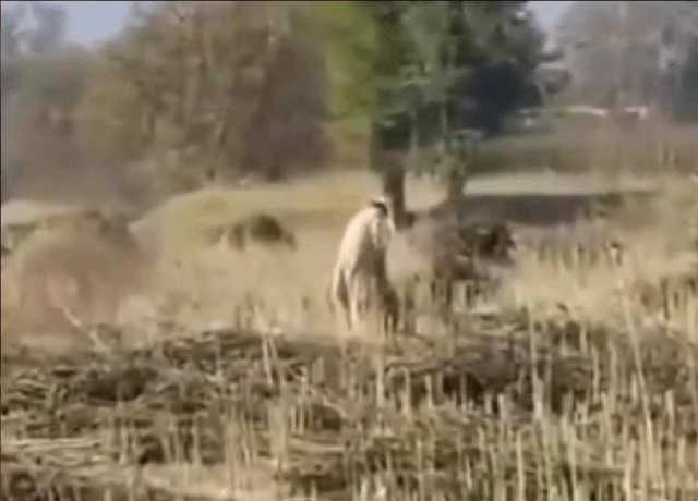 وادی تیراہ میں منشیات کی کٹائی، ترسیل اور منظم نیٹ ورک کے حوالے سے انکشافات