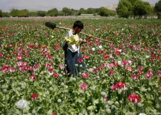 افیون کی پیداوار میں افغانستان آج بھی سب سے بڑا مرکز ہے، اقوام متحدہ