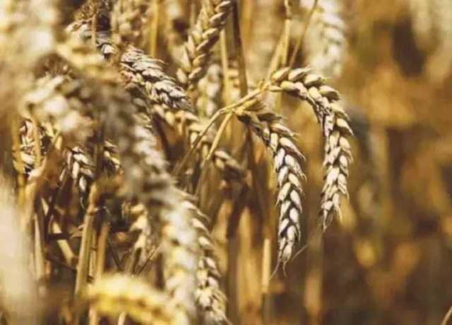 سندھ کا وفاق سے گندم کی امدادی قیمت 42 سو روپے فی من مقرر کرنے کا مطالبہ