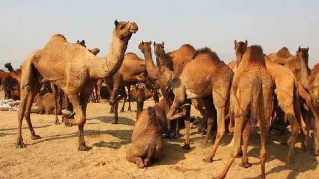 اونٹ نے شہری کا ہاتھ دبوچ لیا