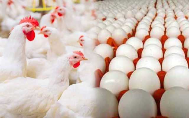 شدید گرمی کے باوجود فارمی انڈوں کی قیمت 303 روپے فی درجن ہوگئے۔