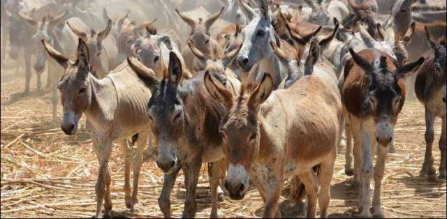 ملک میں گدھوں کی تعداد میں اضافہ