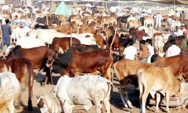 رواں سال ملک بھر میں 69 لاکھ 77 ہزار 565 جانوروں کی قربانی متوقع