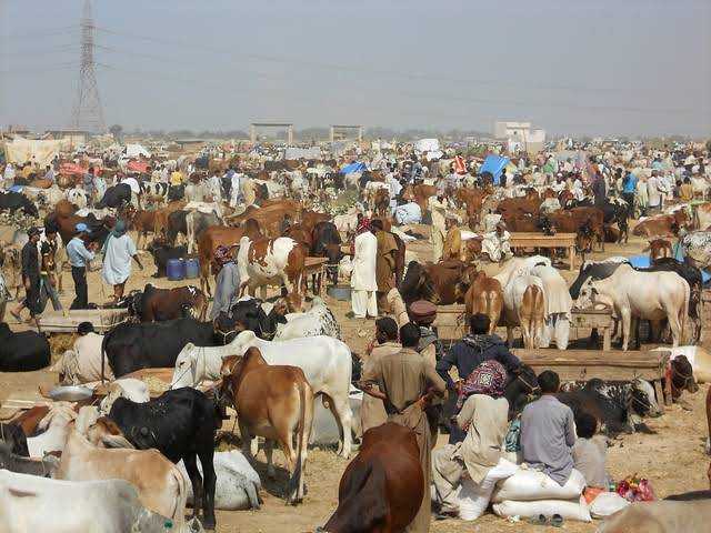 اس عید پر 6 سے 10 لاکھ جانور کم فروخت ہوئے، ٹینریز ایسوسی ایشن