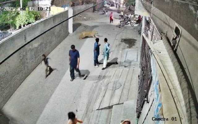 لاہور: فارم ہاوس سے فرار شیر کا خاتون اور بچوں پر حملہ