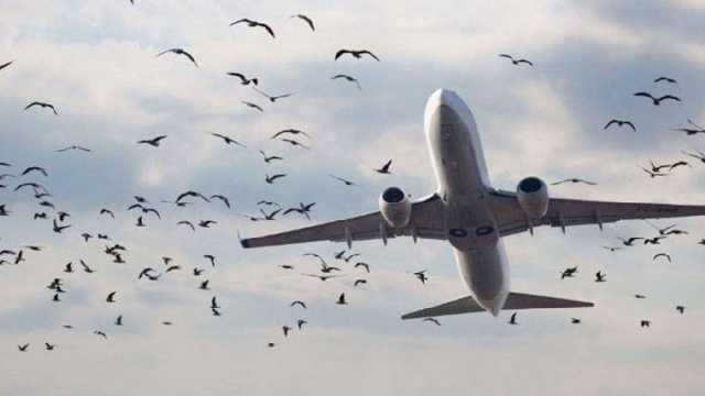 سکردو جانے والی پرواز سے پرندہ ٹکرا گیا، واپس لاہور ایئرپورٹ پر لینڈنگ