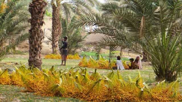 پاکستان کھجور پیدا کرنے والا دنیا کا پانچواں بڑا ملک بن گیا