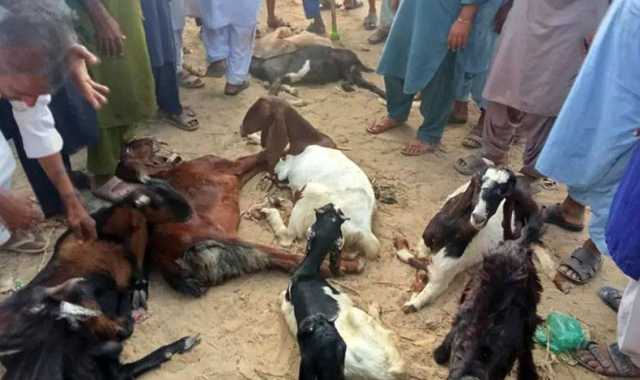 انسانیت شرما گئی! بھارتی فوج نے معصوم بکریوں پر بھی ظلم ڈھا دیا