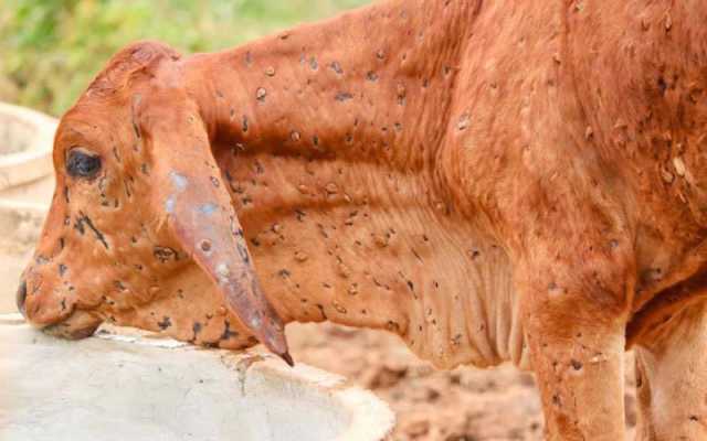 ضلع تھرپارکر میں لمپی اسکن بیماری پھیلنے سے درجنوں مویشی ہلاک