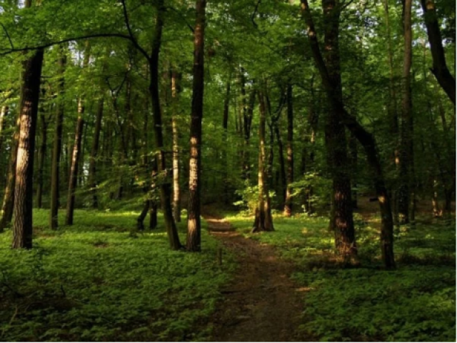 لاہور کی فضائی آلودگی کم کرنے کے لیے جنگل نما حد بندی، 48 لاکھ پودے لگانے کا منصوبہ