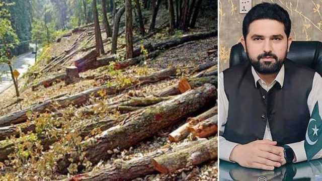 سہیل آفریدی کا درختوں کی کٹائی پر زیرو ٹالرنس اور ٹمبر مافیا کیخلاف کارروائی کا حکم