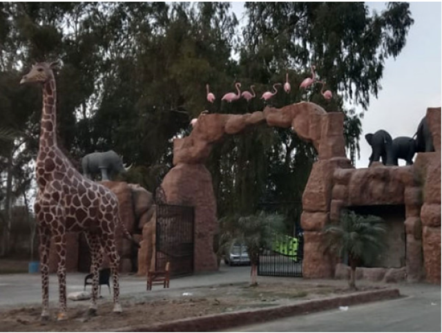 لاہور سفاری پارک میں زرافوں کی آمد سے پارک کی رونقیں دوبالا