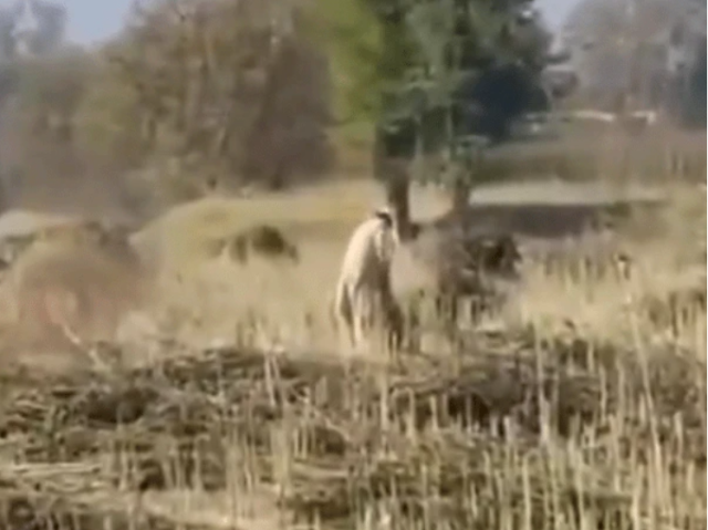 منشیات کی کٹائی اور ترسیل، وادی تیراہ میں نیٹ ورک کی بھاری سازشیں بے نقاب