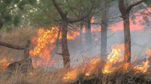 پنجاب میں آگ سے جنگلات راکھ، تین سال میں 6 ہزار ایکڑ سے زائد رقبہ متاثر