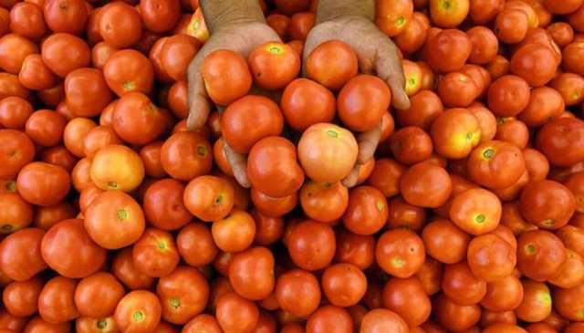 سندھ سے ٹماٹر کی فصل آتے ہی ٹماٹر کی قیمت کم ہوگئی ہے۔