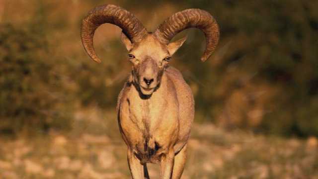 پنجاب کی شان نایاب نسل کے اڑیال کی تعداد میں بتدریج اضافہ