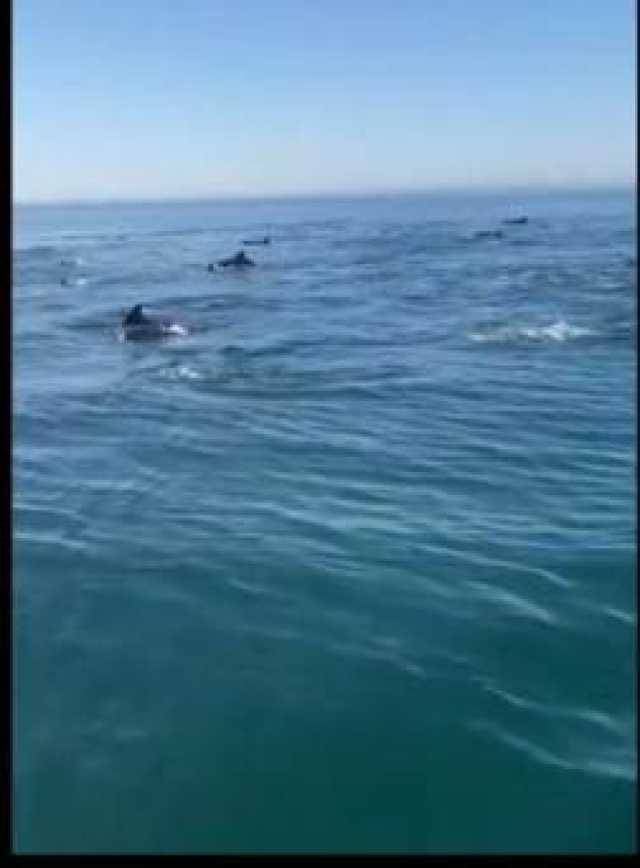 بحیرہ عرب میں گوادر کے قریب ڈولفنز کا حسین نظارہ