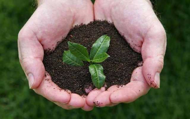 پاکستان کااپنی چائے کی کاشت اور اس کی تجارت کرنے کا فیصلہ