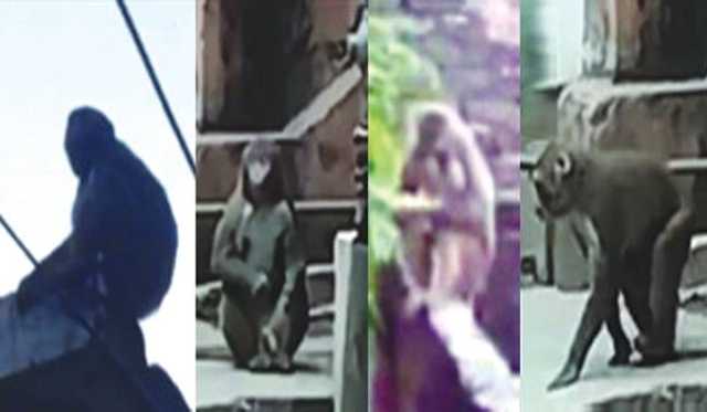 وزیرآباد: بندر بازار، گھروں میں گھس آئے، شہریوں کی دوڑیں، ویڈیو وائرل