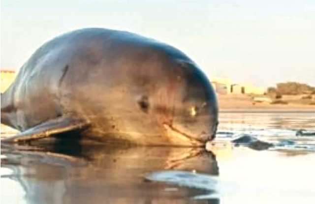 بلوچستان کے ساحلی علاقے اورماڑہ میں نایاب نسل کی ڈولفن مردہ پائی گئی