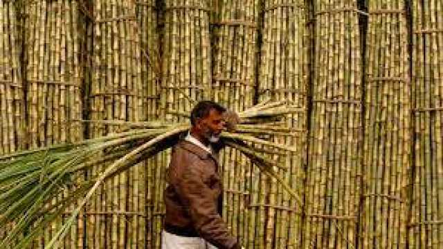 گنے کی قیمت پر 10 شوگر ملوں کا گٹھ جوڑ پکڑا گیا، شوکاز نوٹس 