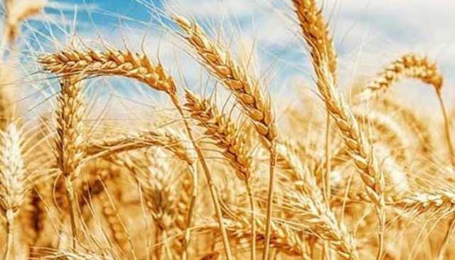 گندم کاشت کاروں کی تصدیق کے لیے ویری فکیشن سروے شروع