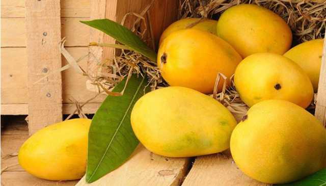 وفاقی حکومت نے آم برآمد کرنے کی اجازت دے دی