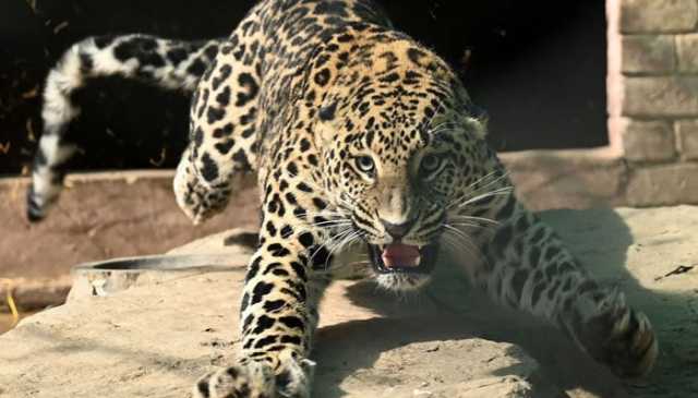 دلخراش واقعہ : چیتا 8 سالہ بچی کو گھر سے اٹھاکر لے گیا