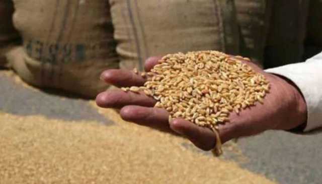 پنجاب میں گندم کے بیج کی فی بوری قیمت میں ایک ہزار روپے کمی