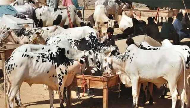 کراچی سپر ہائی وے: عید الاضحیٰ کے جانور خریدنے کیلئے جانے والوں سے ڈیڑھ کروڑ لوٹ لئے گئے