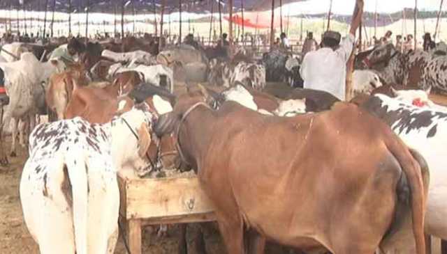 کراچی میں قربانی کے جانوروں کی قیمتوں میں 70فیصد تک اضافہ