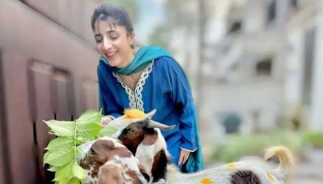 سسرال میں پہلی عید الاضحیٰ؛ ماورا حسین کی قربانی کے بکروں کیساتھ تصاویر وائرل