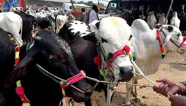 عید کے دوسرے دن بھی قربانیوں کا سلسلہ جاری، صفائی کارکن متحرک