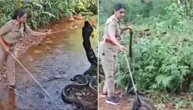  خاتون فاریسٹ افسر نے 18 فٹ لمبےکنگ کوبرا کو باآسانی پکڑکر سب کو حیران کردیا