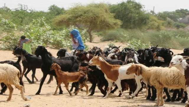 پاکستان دشمنی میں بھارتی فوج نے سرحدی علاقے میں بکریوں کو ہلاک و زخمی کر دیا