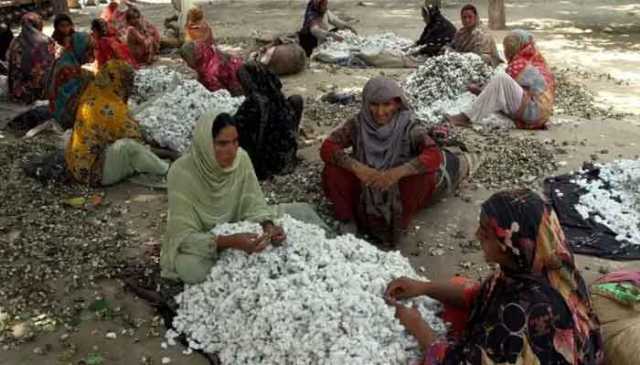 ’برگر کاٹن اسکینڈل‘ سے سندھ کی جننگ انڈسٹری میں بھونچال