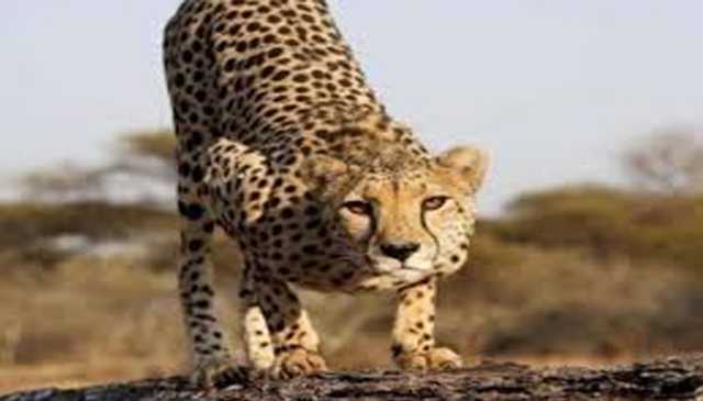 نیو اسلام آباد ایئرپورٹ کی باڑ کے قریب چیتا آنے سے حکام میں کھلبلی