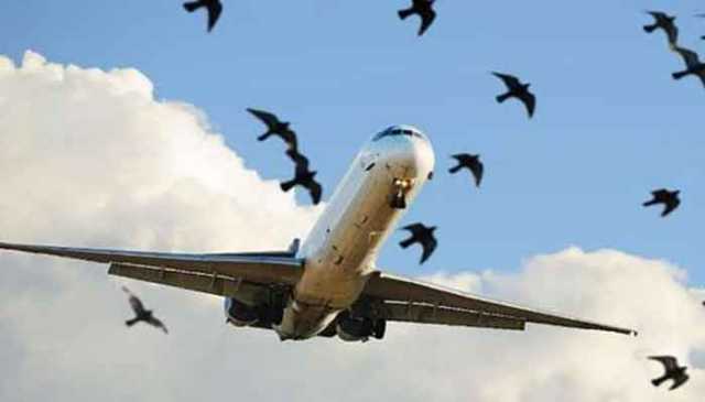 ایئرپورٹس پر طیاروں سے پرندے ٹکرانے کے واقعات میں تشویشناک اضافہ
