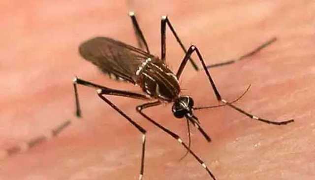 کراچی اور حیدرآباد میں ڈینگی کی وبا، کیسز میں تشویشناک اضافہ ریکارڈ