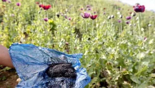 پنجاب انسداد نارکوٹکس فورس نے 2 ملزمان کو گرفتار کرکے 7 ٹن افیون ضبط کرلی