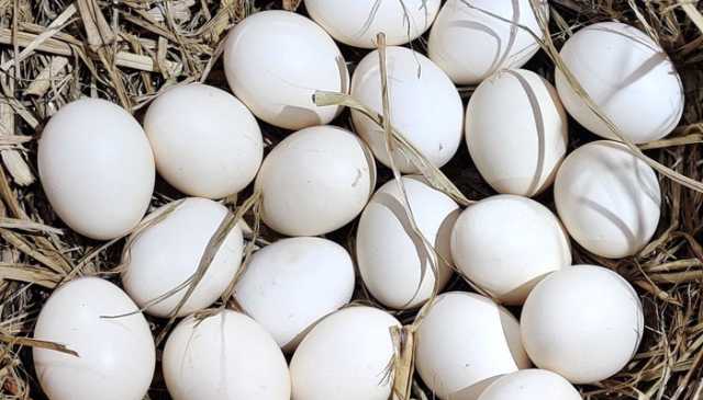 پاکستان سے انڈوں کی برآمدات میں تیزی، امریکا بھی شامل ہو گیا