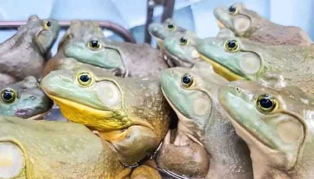کمر درد ٹھیک کرنے کے لیے 8 زندہ مینڈک نگلنے والی خاتون کے ساتھ کیا ہوا؟